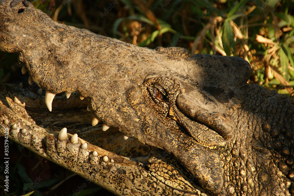 Obraz premium Cuban crocodile. Jaws of a wild crocodile