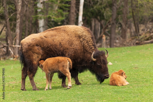 A bison feeding her calf