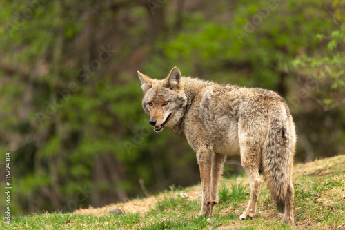 Fotografie, Tablou A lone coyote in the woods