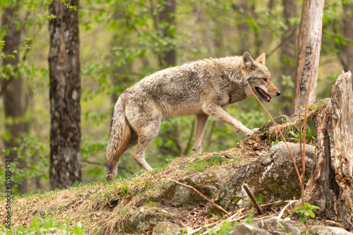 A lone coyote in the woods