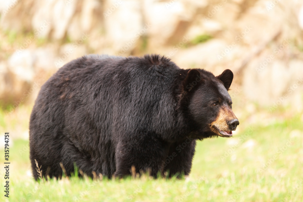 A large black bear A large black bear