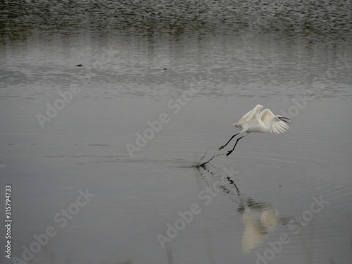 l'envol de l'aigrette garzette 12 photo