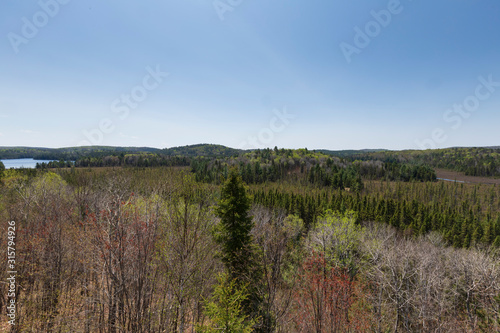 A large forest on a sunny day