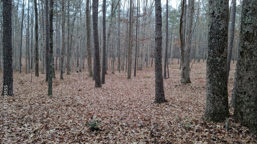 The Foreboding Woods The Foreboding Woods