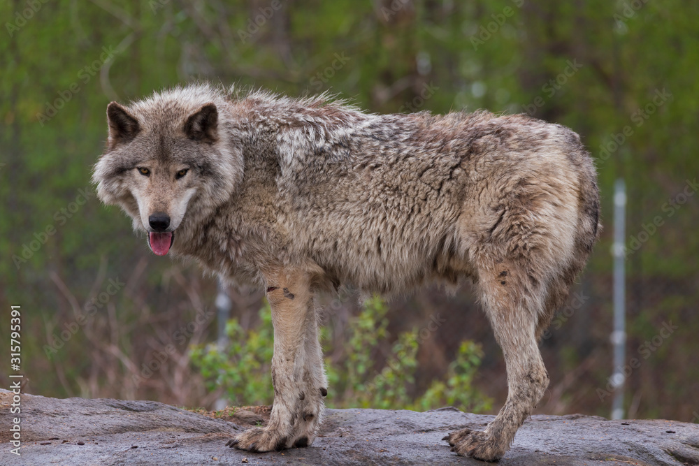 Timber wolf in the woods Timber wolf in the woods