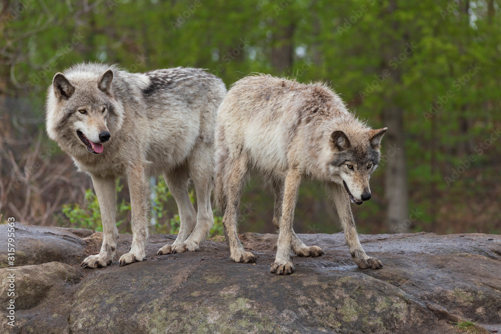 Obraz premium Timber wolf in the woods