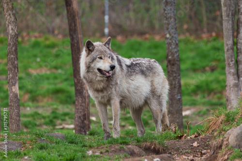 Timber wolf in the woods © Joe