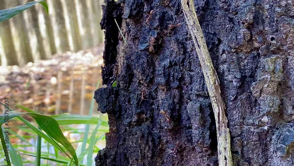 Ants on tree bark scene footage video nature backgrounds