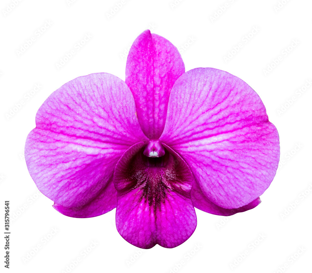 Fototapeta premium Purple orchid isolated over white background.