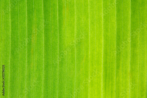 Close up of backlit Banana leaf pattern with sunlight texture background