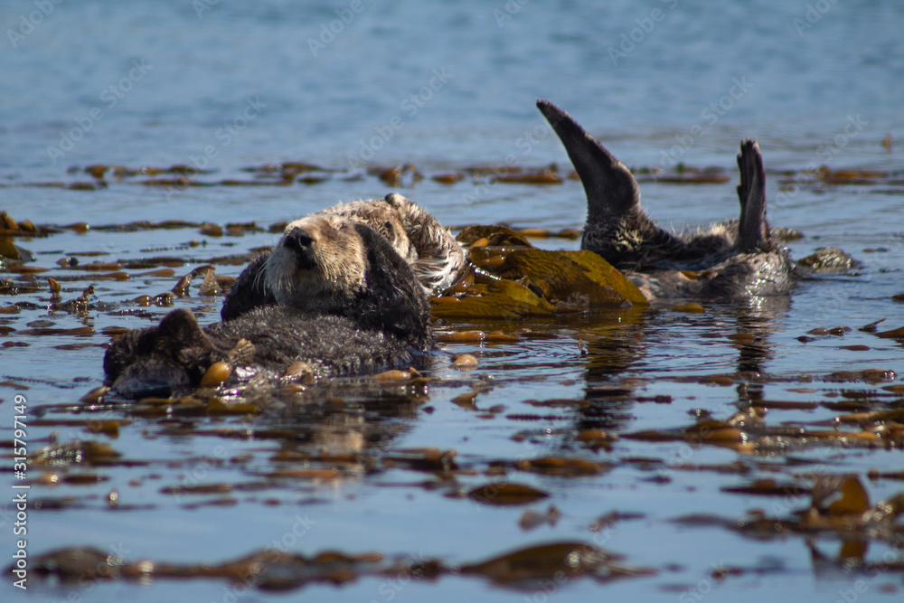 Fototapeta premium California Coastal Wildlife