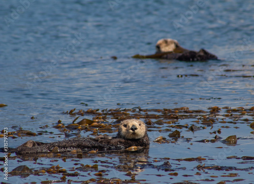 California Coastal Wildlife