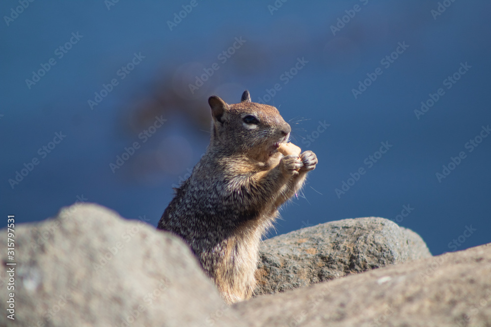 Naklejka premium California Coastal Wildlife