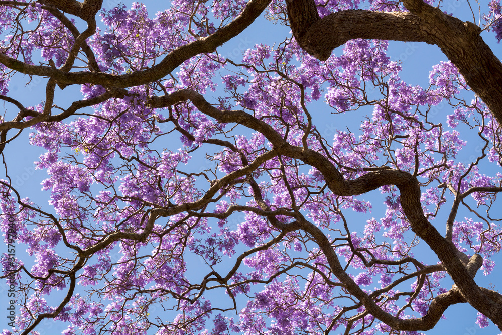 Photos Jacaranda tree, Sydney Australia