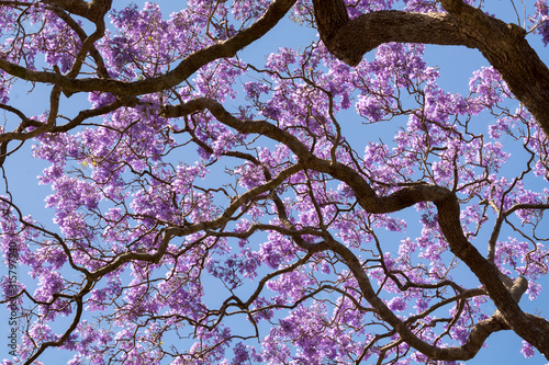 Jacaranda tree, Sydney Australia photo