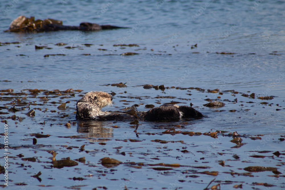 Fototapeta premium California Coastal Wildlife