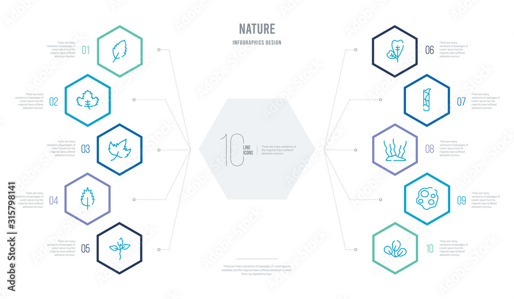 nature concept business infographic design with 10 hexagon options. outline icons such as obovate, orbicular, fasciculate, escuamiforme, obcordate, birch leaf nature concept business infographic design with 10 hexagon options. outline icons such as obovate, orbicular, fasciculate, escuamiforme, obcordate, birch leaf