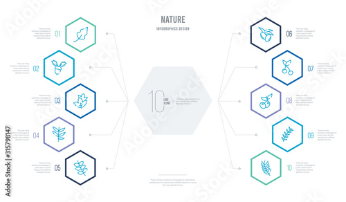nature concept business infographic design with 10 hexagon options. outline icons such as yew leaf, pine leaf, bilberry leaf, cherry pecan willow