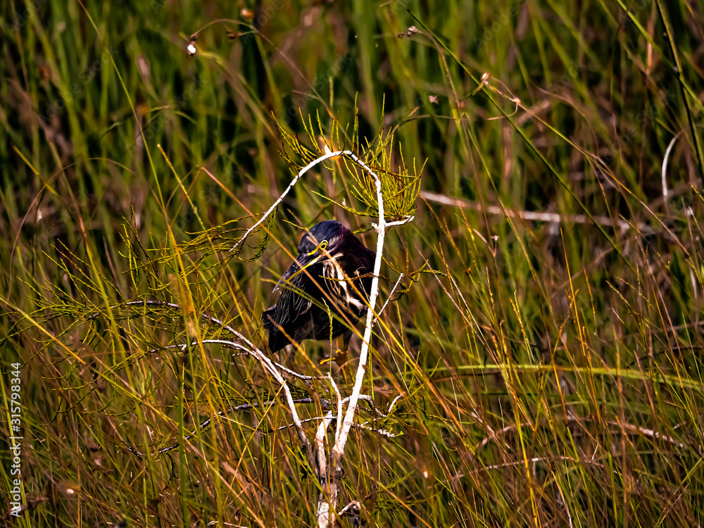 Obraz premium bird in grass