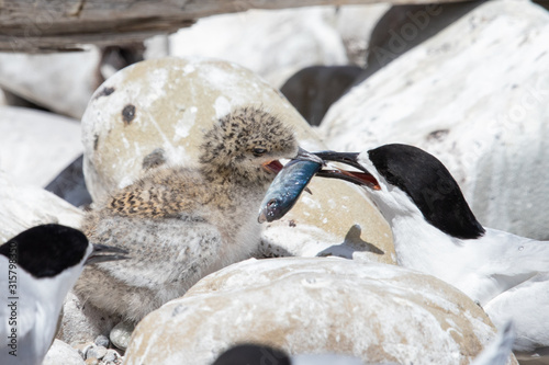 White-fronted Tern photo