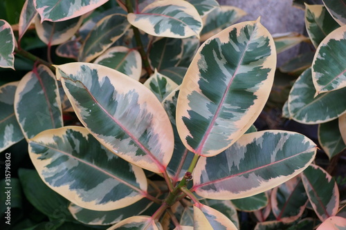Mixed color of white, green and red foliage of Rubber plant Ruby