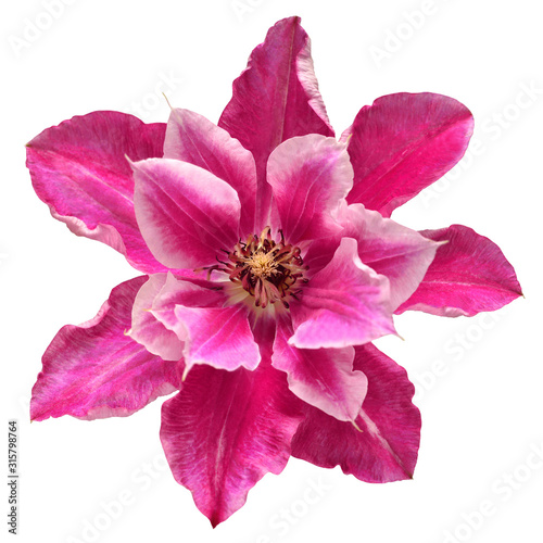Flower head pink clematis isolated on white background. Perfectly retouched, full depth of field on the photo. Floral pattern, object. Flat lay, top view