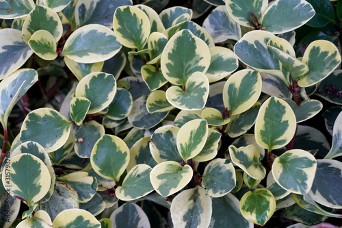 White and green leaves of Oval-Leaf Peperomia Variegata, a tropical plant