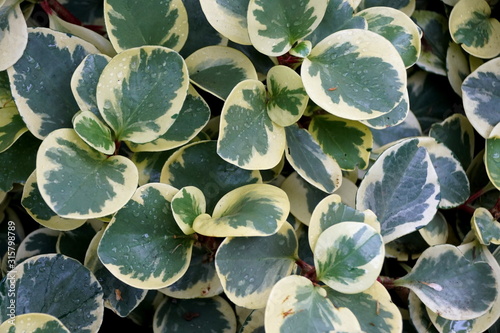 Mixed color of white and green leaves of Oval-Leaf Peperomia Variegata, a tropical plant photo