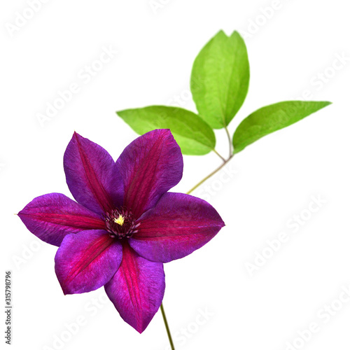Clematis flower head purple isolated on white background. Perfectly retouched  full depth of field on the photo. Floral pattern  object. Flat lay  top view