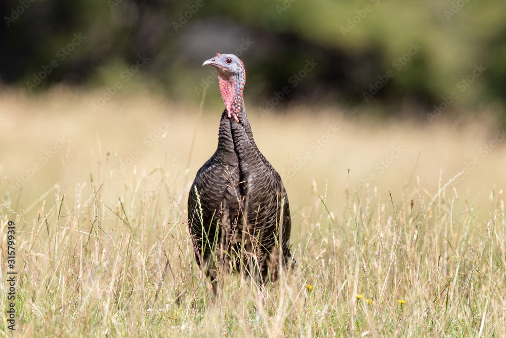 Wild Turkey Wild Turkey