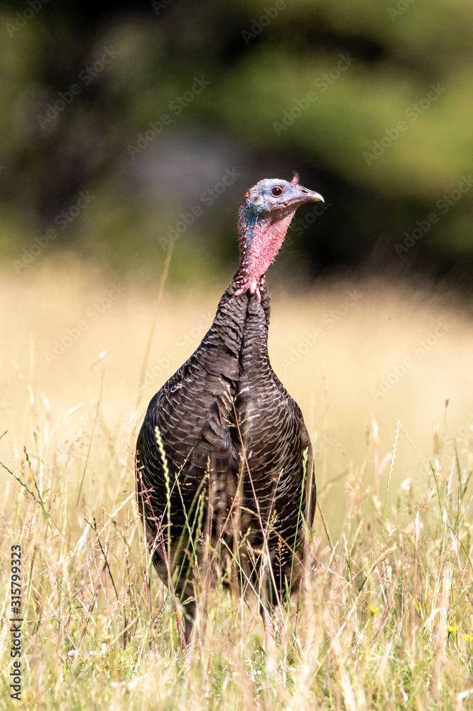 Wild Turkey Wild Turkey