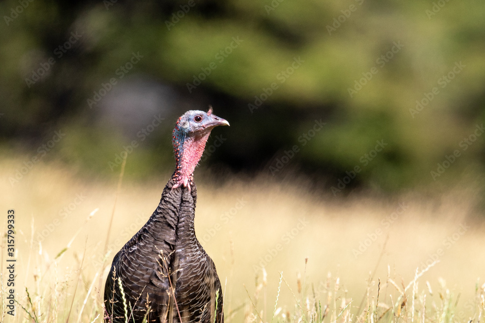 Wild Turkey Wild Turkey