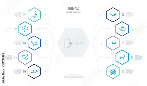 animals concept business infographic design with 10 hexagon options. outline icons such as cocoon, coyote, desman, echidna, ermine, flying dove