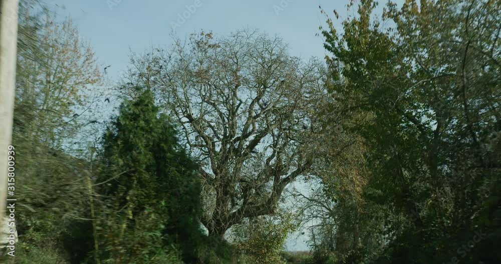 Driving down leafy road as birds fly overhead into a tree Driving down leafy road as birds fly overhead into a tree