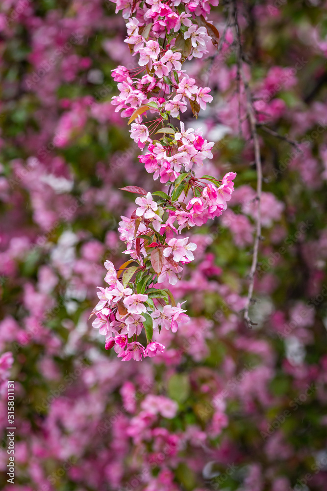 Close up of a branch of bright pink Cherry Blossoms wet from rain drops