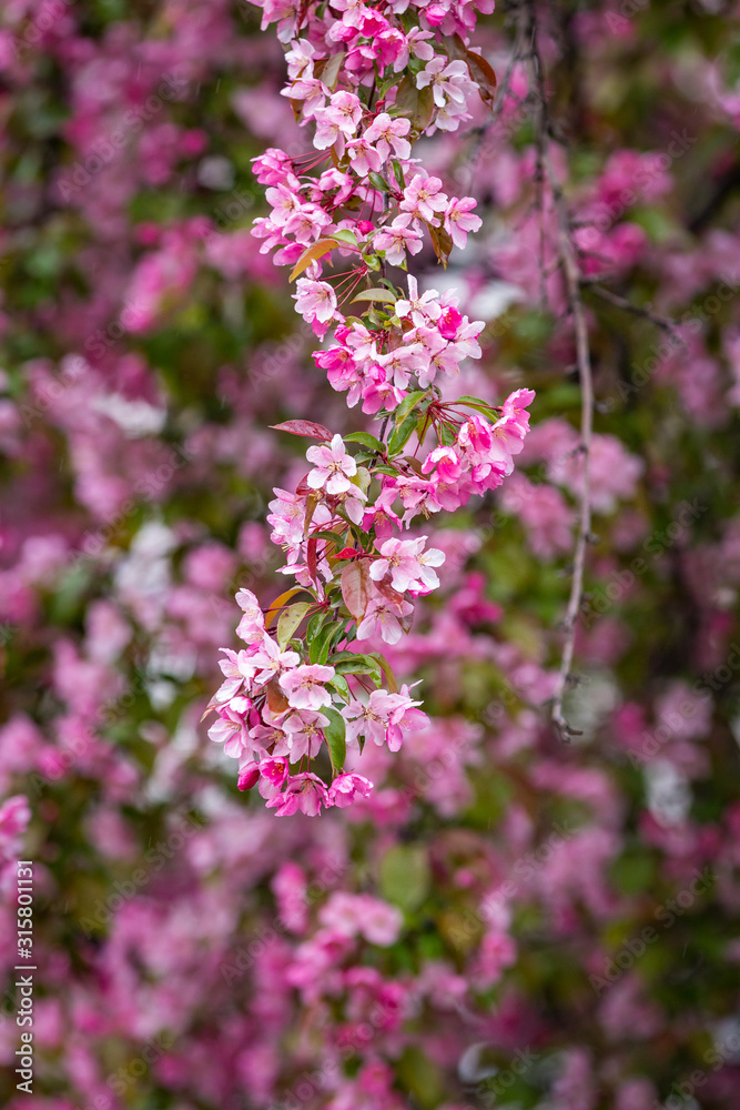 Close up of a branch of bright pink Cherry Blossoms wet from rain drops Close up of a branch of bright pink Cherry Blossoms wet from rain drops