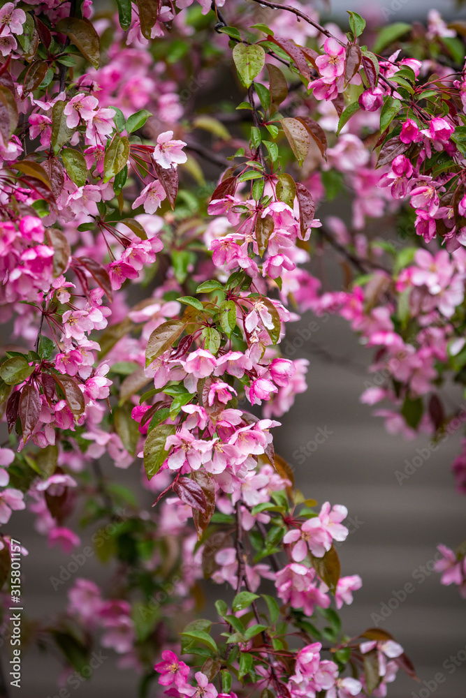 custom made wallpaper toronto digitalClose up of a branch of bright pink Cherry Blossoms wet from rain drops