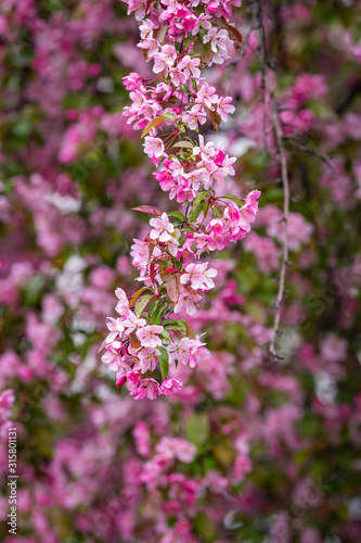 Close up of a branch of bright pink Cherry Blossoms wet from rain drops