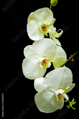 White Orchid 