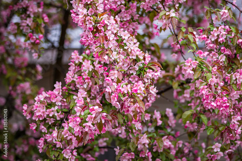 Close up of a branch of bright pink Cherry Blossoms wet from rain drops © CAG Photography
