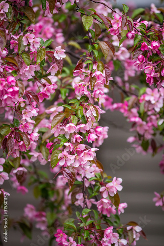 Wallpaper Mural Close up of a branch of bright pink Cherry Blossoms wet from rain drops Torontodigital.ca