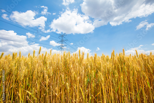 The wheat fields