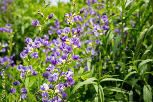 Εκτύπωση καμβά Close up of false indigo 'purple smoke' flowers in a field