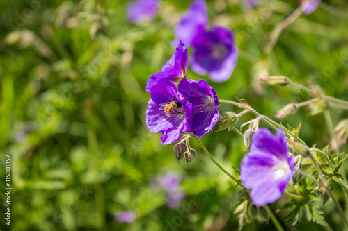 Close-up of blooming wild purple geranium flowers with a bee collecting pollen