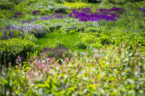 Selective focus of a field of wild flowers  grasses and plants