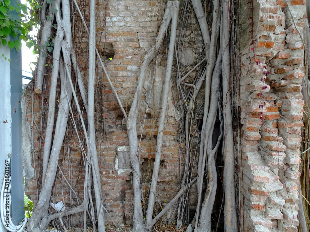 Tree roots spread through the red brick wall Tree roots spread through the red brick wall