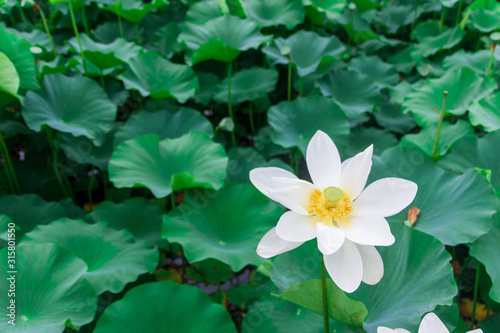 One white blooming lotus in lotus leaves