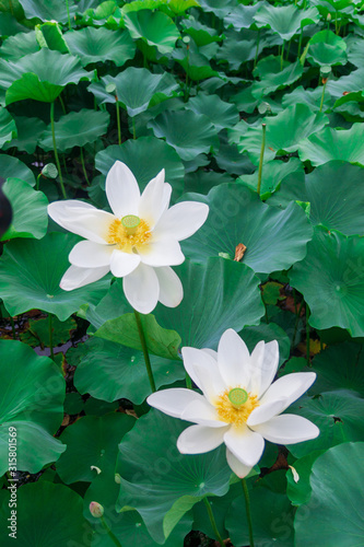 water lily in pond