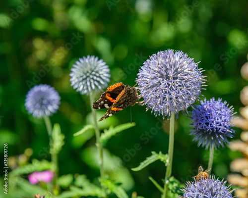 Close up of Red Admiral Butterfly on the side of a blue Globe Thistle