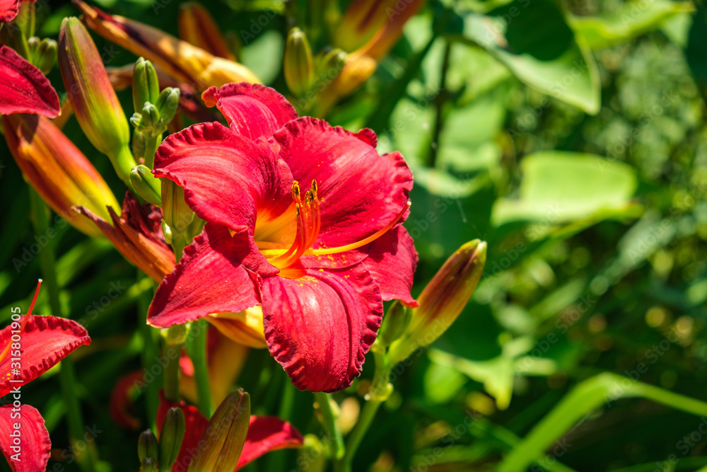 Close-up of stunning single bright red Daylily flower with yellow throat Close-up of stunning single bright red Daylily flower with yellow throat